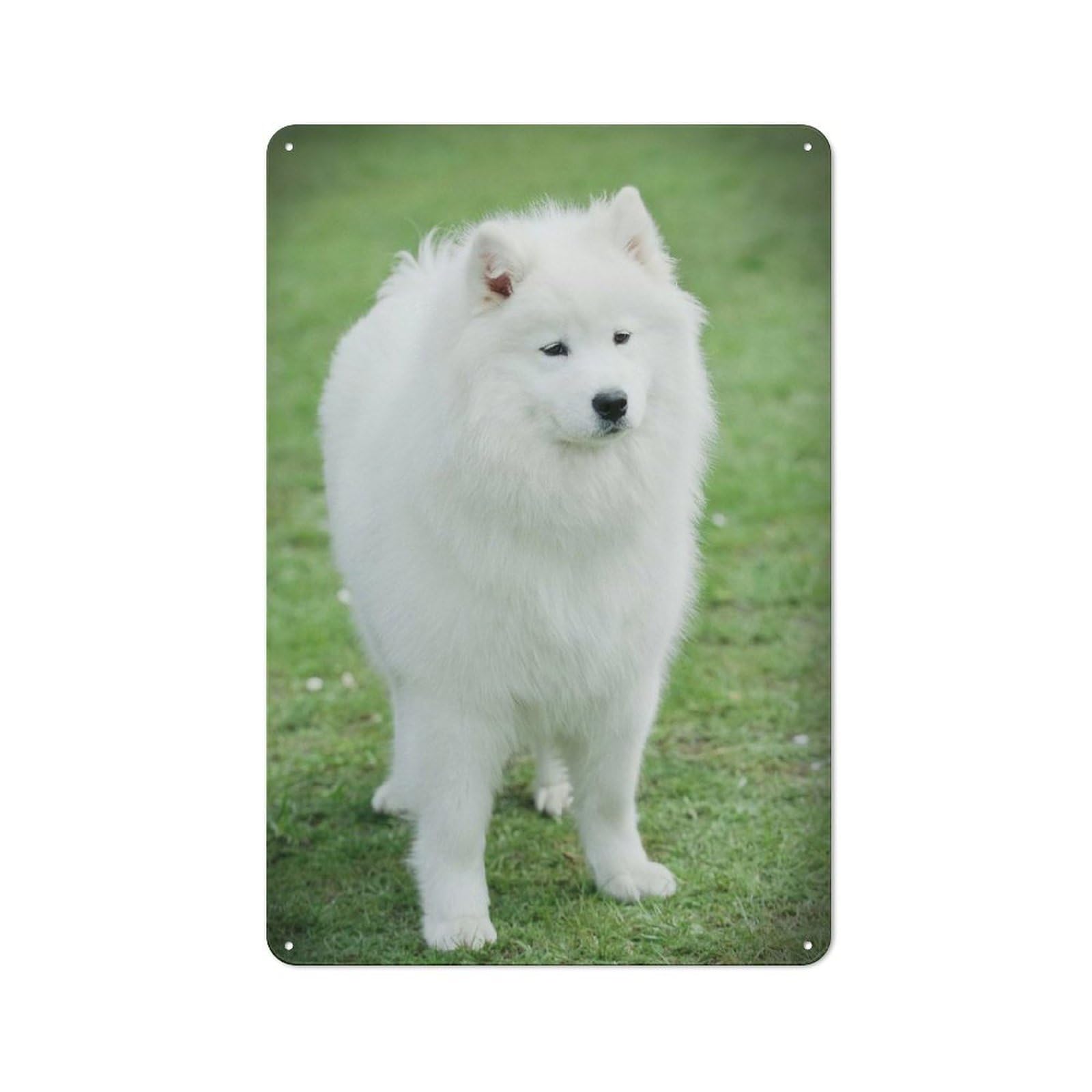 Junmoney Style-2 Tin Wall Plaque 30X20cm With Samoyed For Garage Wall, Suited To People Furnishing A Garage