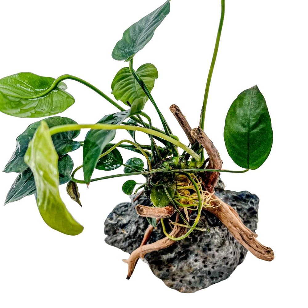 AquaOne Anubias barteri Plante sur racine de moorcie avec pierre Seiryu Décoration d'aquarium Plante aquatique Racine Roche Mini paysage Aquascaping Facile d'entretien