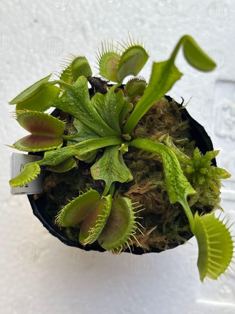 Amazon｜食虫植物 ハエトリソウ オロシガネ カクタス長田｜観葉植物