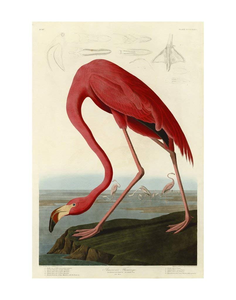 American Flamingo a Fine Art Print by John James Audubon Image Size 8x12 Overall Size 11x14
