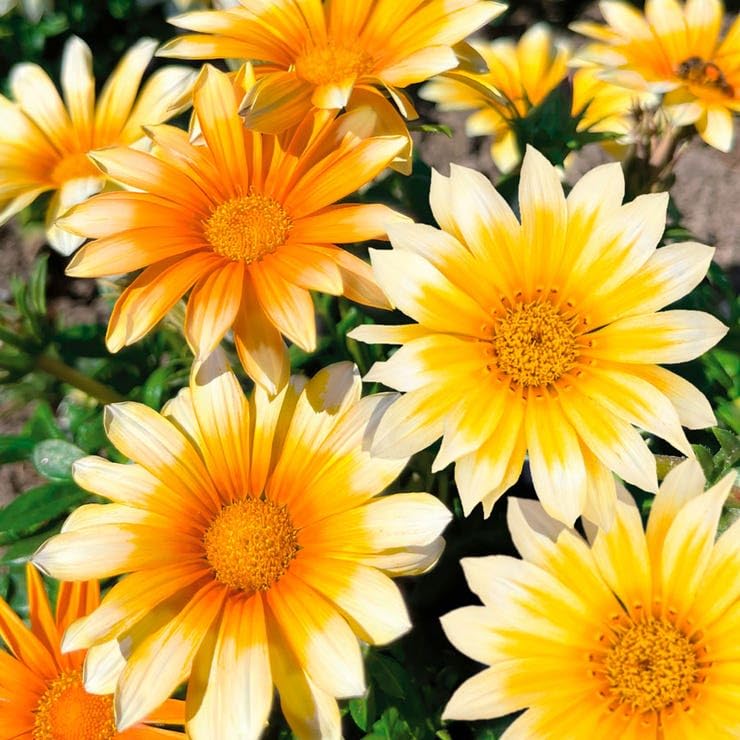 Amazon.com : Park Seed Zany Sunny-Side Up Gazania Seeds, Pack of