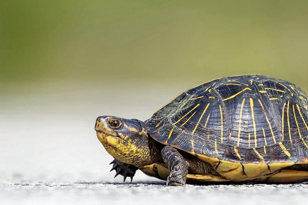 A3 店内限界値引き中＆セルフラッピング無料 ポスター カメは美しい 