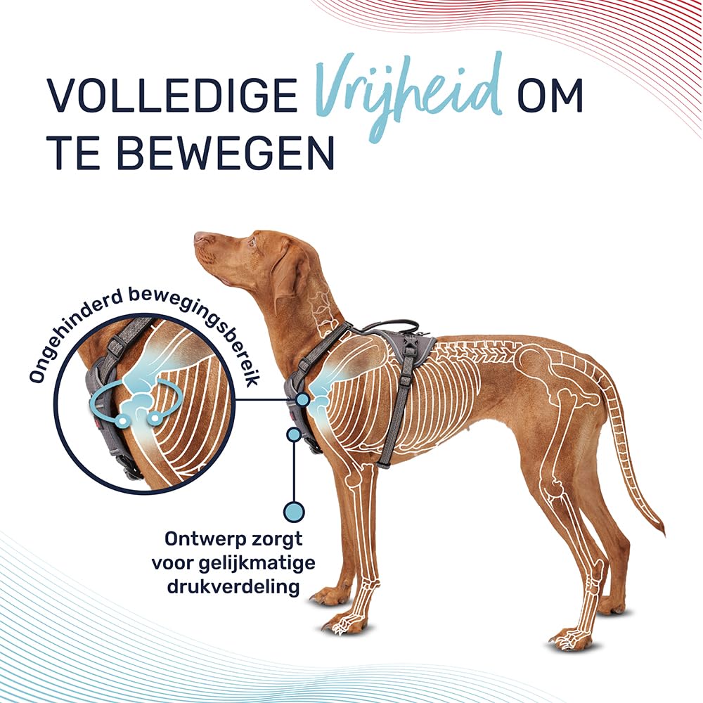 Halti Anatomie Hondenharnas met greep - Geeft uw hond volledige bewegingsvrijheid voor een comfortabele wandeling. 3 bevestigingspunten, neopreen gevoerd, verstelbaar en reflecterend (Maat S, Magenta