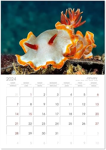 Miniatura 4 de Nudibranchs, un colorido espectáculo bajo el agua (calendario mensual de pared 2022 11.4 x 16.1 in (abierto))