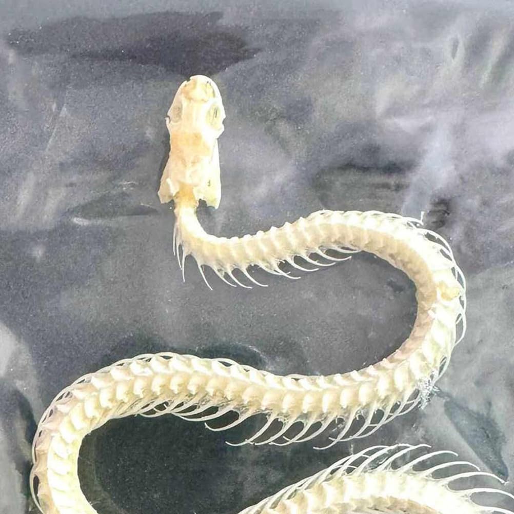 Scheletro di Serpente Reale Campione Animale Reale Collezionabili Decorazioni da Tavolo Regali Speciali