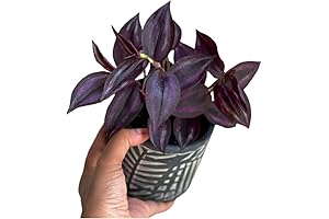 Flourishing Wandering Jew: Adorn Your Home with Effortless Beauty