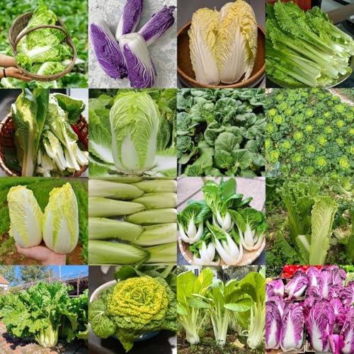 Comprar plantas de col china plantas resistentes para el jardín col china de jardín perennes resistentes en macetas semillas hierbas jardín semillas interior exóticas y hortalizas 600pcs