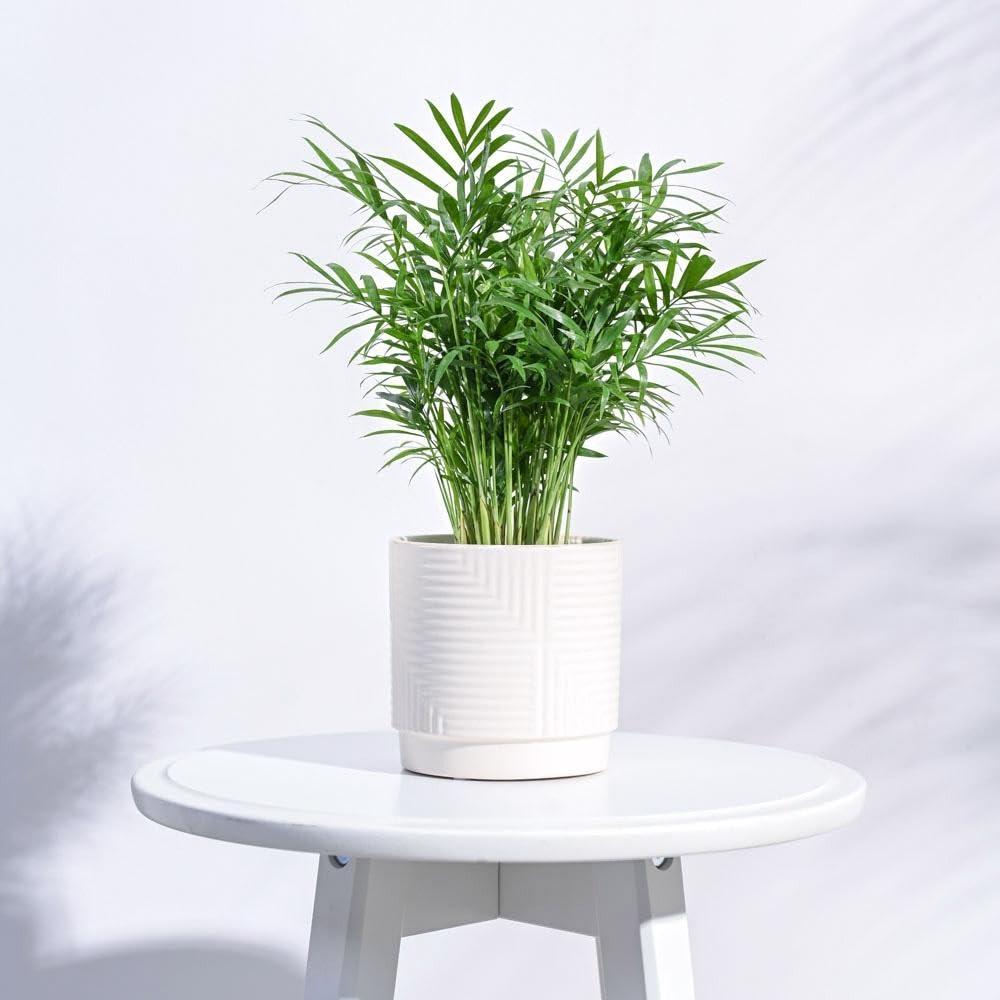 See full amazon price history chart for UGAOO Maze Ceramic Pot |Indoor Ceramic Planter for Home, Office, Garden, Balcony - Ivory (4 Inch) UGAOO Maze Ceramic Pot |Indoor Ceramic Planter for Home, Office, Garden, Balcony - Ivory (4 Inch) (B0CTTT69BB) Amazon Price History, Amazon Price Tracker