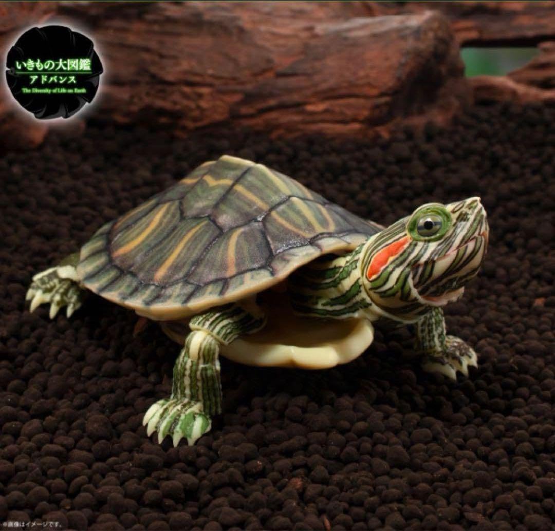 ♯Foi14FOカプセル百科事典お札のえらい人根付シークレット入6種 大峽