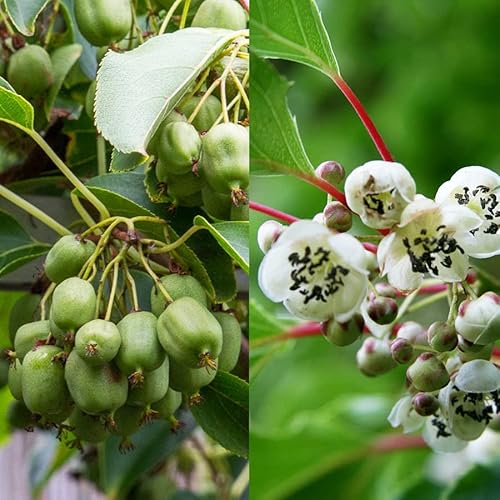 Kiwiri 's Kiwi Duo – 2 plantas de kiwi (Actinidia arguta) – Mini kiwi – Garantía varietal directamente del cultivador