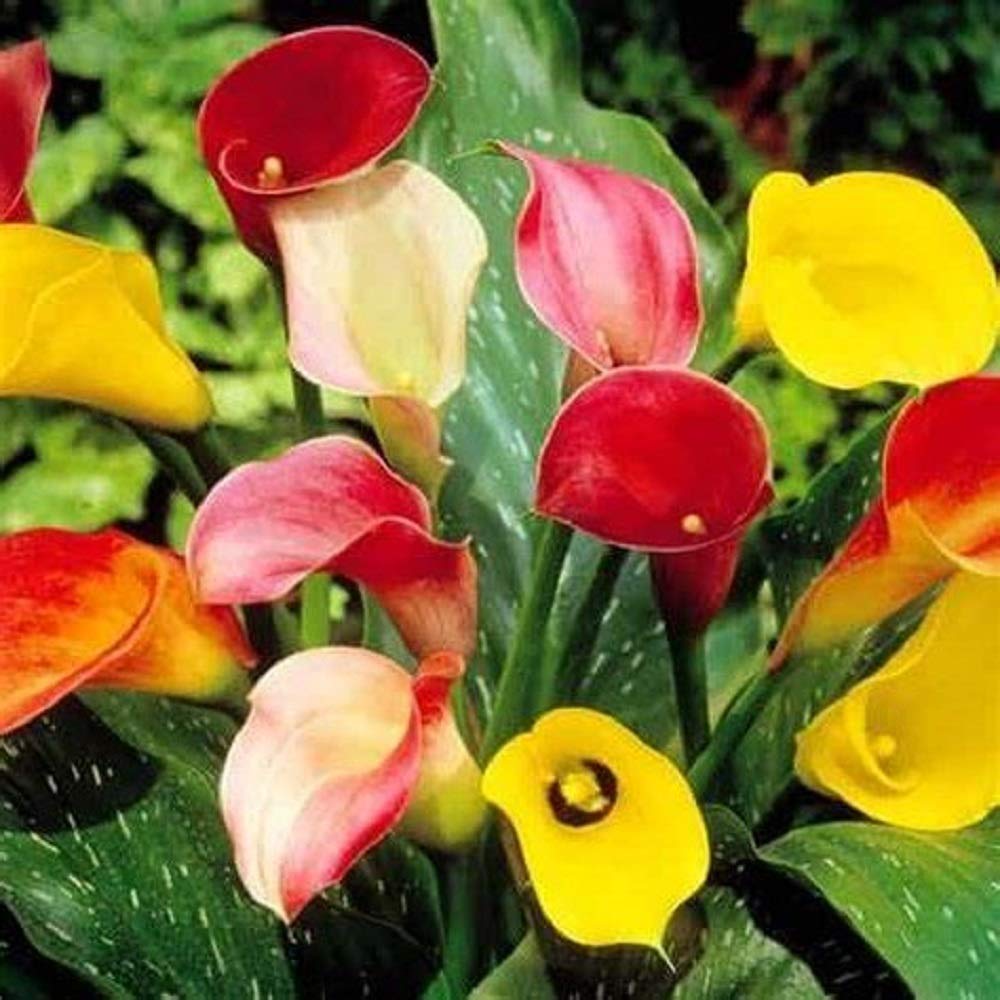 Calla Lily Mix Bulbs - Pack of 5 - Country Creek LLC