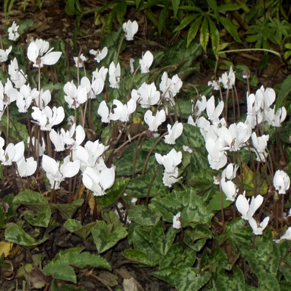 Cyclamen hederifolium 'Alba' - Hardy Autumn-Blooming White Cyclamen, Ideal for Dry Shade and Woodland Gardens - 1x 9cm Potted Plant by Thompson & Morgan