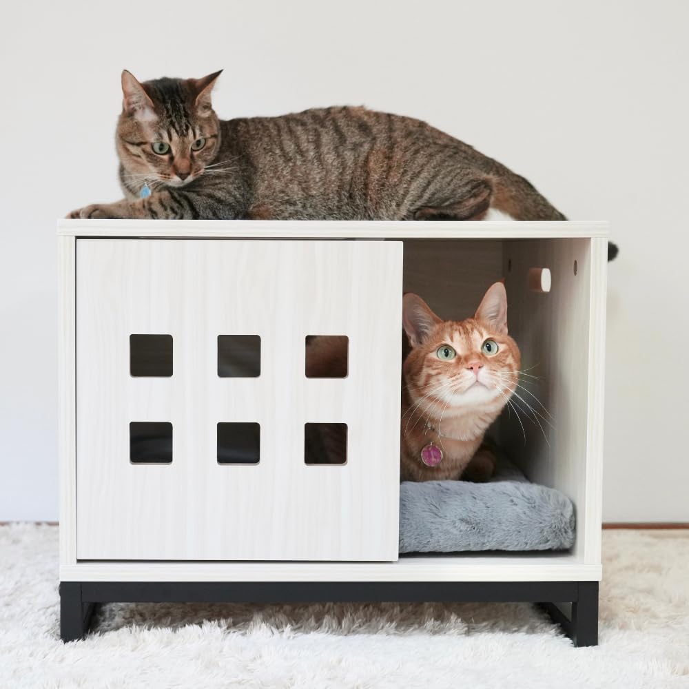 かぼちゃねこ様へ ぼーちゃんがライブ配信中！ 2025年7月11日 - YouTube