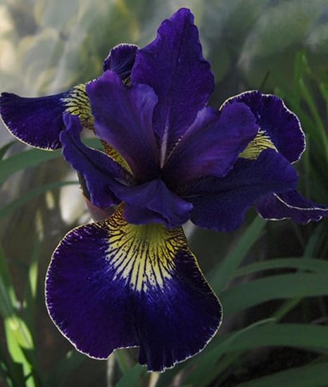 Amazon メンテナンスが簡単で 繊細で美しい花びらで屋外でアヤメの球根を育てるのに使用されます 世界で最も有名な花の1つであるアヤメの球根 を植えることは 一年中鉢植えにすることができ 多年生の球根で 30 球根 3 花