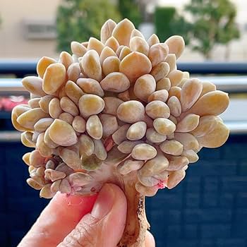 Amazon｜酔美人 綴化 多肉植物 エケベリア｜観葉植物 オンライン通販