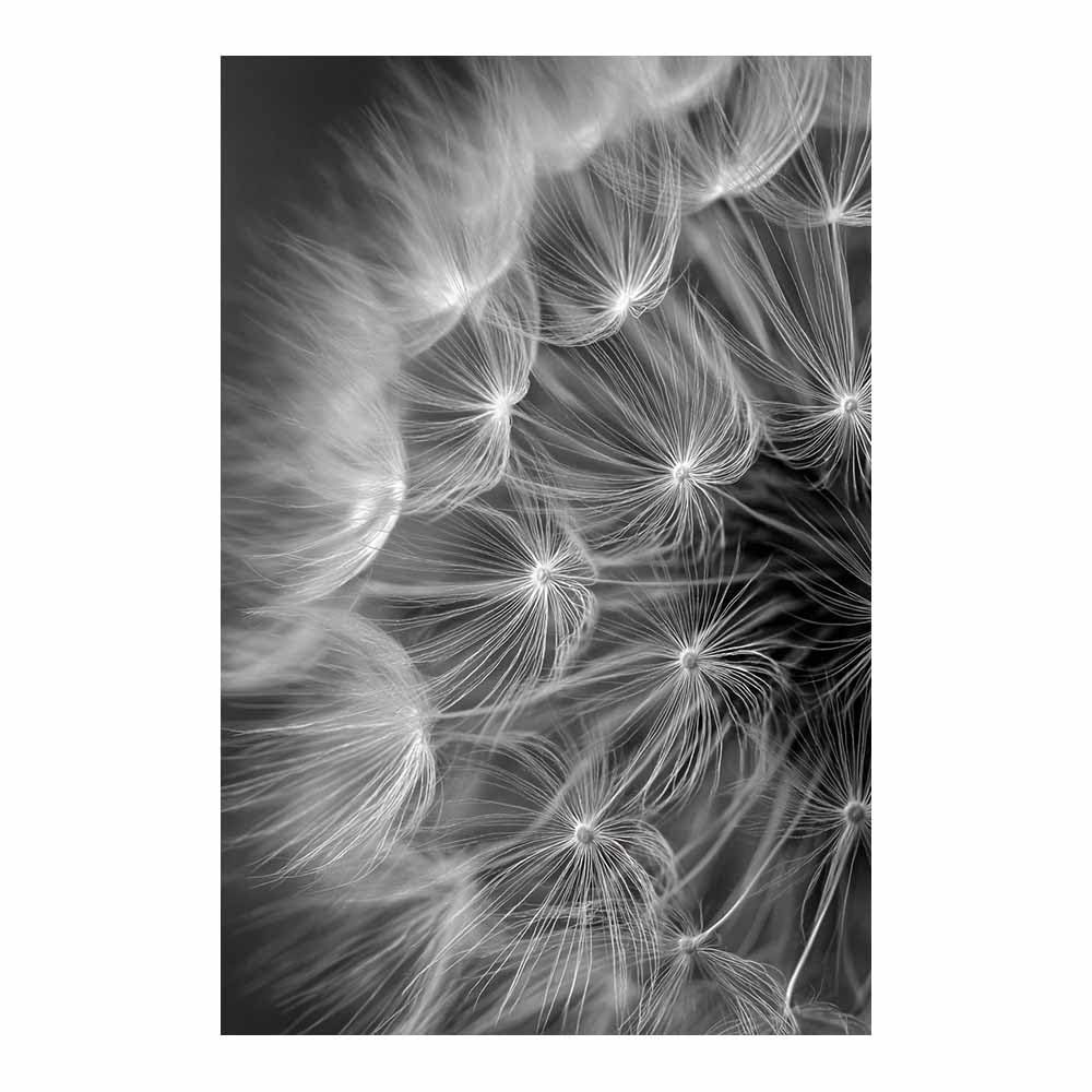 Huyeei Black And White Black White Abstract Art Canvas Paintings Dandelions Grey Neutral Wall Art For Living Room, For Bathroom Hallway, Bedroom Etc.(Black And White)-60X90cm Unframed