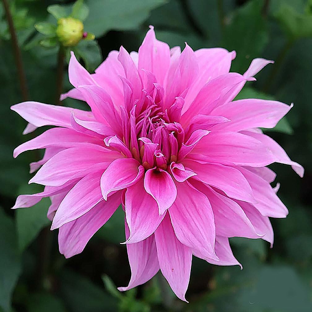 Babylon Lilac Dahlia - 5 Gallon Size Bare Root Tuber - Elegant Lilac Blooms for Spring Planting 2025 - Perfect for Outdoor Gardens and Containers