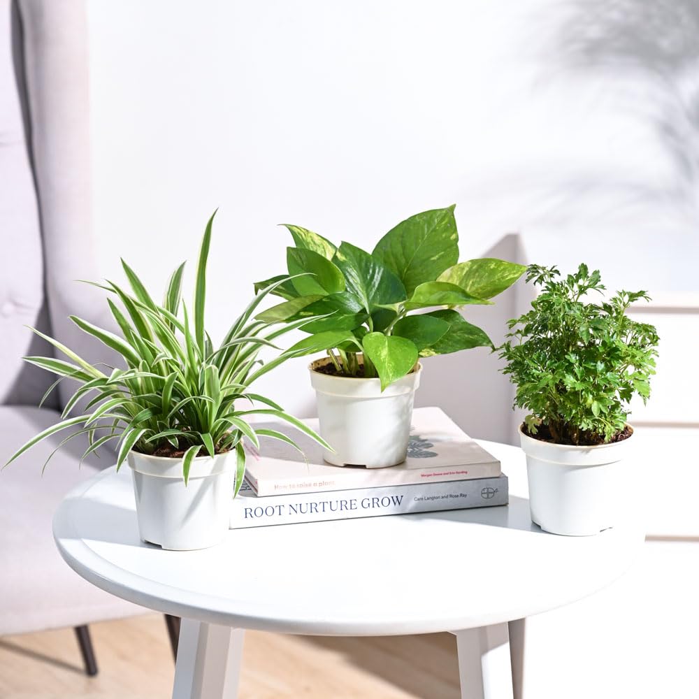 UGAOO Combo of 3 Indoor Live Plants for Home Decor with Pot - Money Plant Variegated,Aralia Golden,Spider (B0D8WGH1ZD) Amazon Price History, Amazon Price Tracker