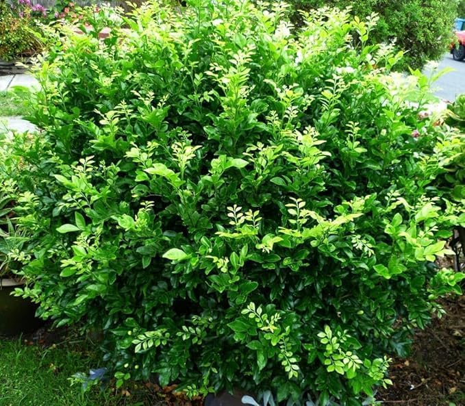 Image of Live Indoor /Outdoor Flowering Plant Madukamini Murya Paniculta Flower For Home & Garden Decore (Madhu Kamni /Murya /Paniculta) (MadhuKamni Flower Plant) (MADHUKAMINI FLOWER PLANT)
