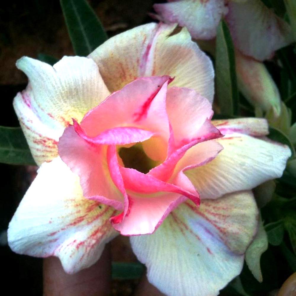 balsam Dipa Garden Rosy Adenium/Desert Rose Grafted 1 Healthy Live Plant With Pot *THONG CHAMPOO (B07R943FPN) Amazon Price History, Amazon Price Tracker