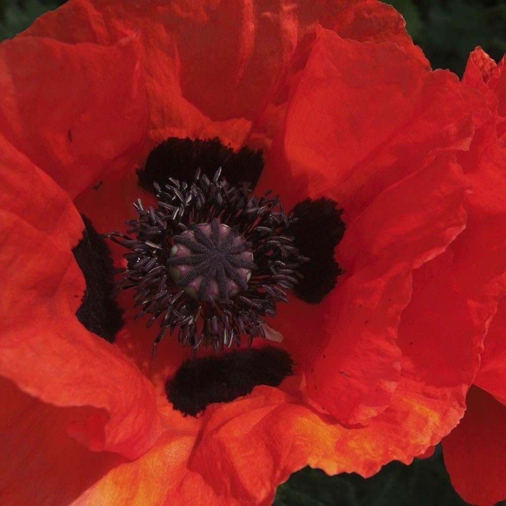 Plant Theory 9cm Pot Papaver Beauty of Livermere Oriental Poppy Perennial