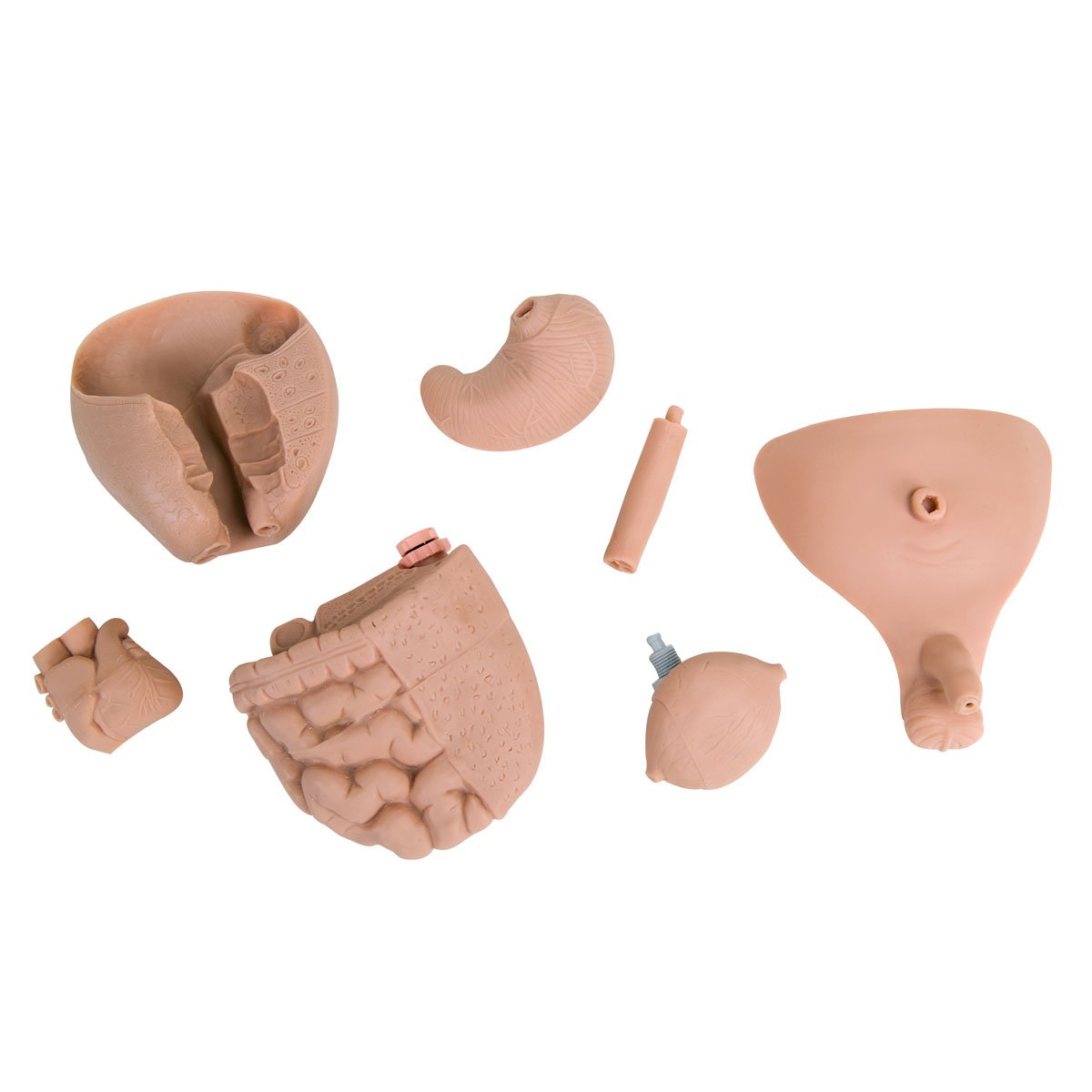 3B Scientific P30 Cura del Neonato