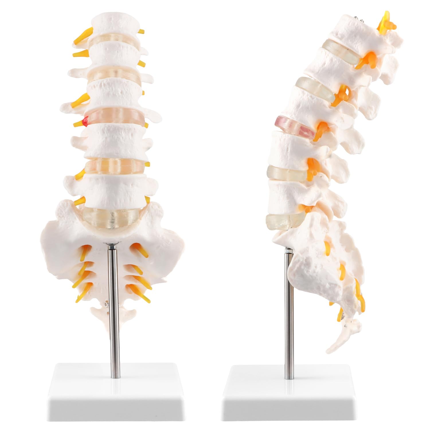 QWORK® Model anatomii naturalnej wielkości kręgosłupa z otwartą kością krzyżową