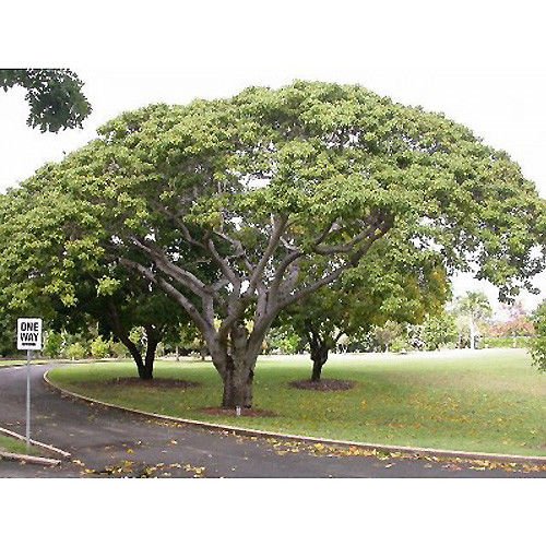 50 Sandbox Tree Seeds, Hura Crepitans