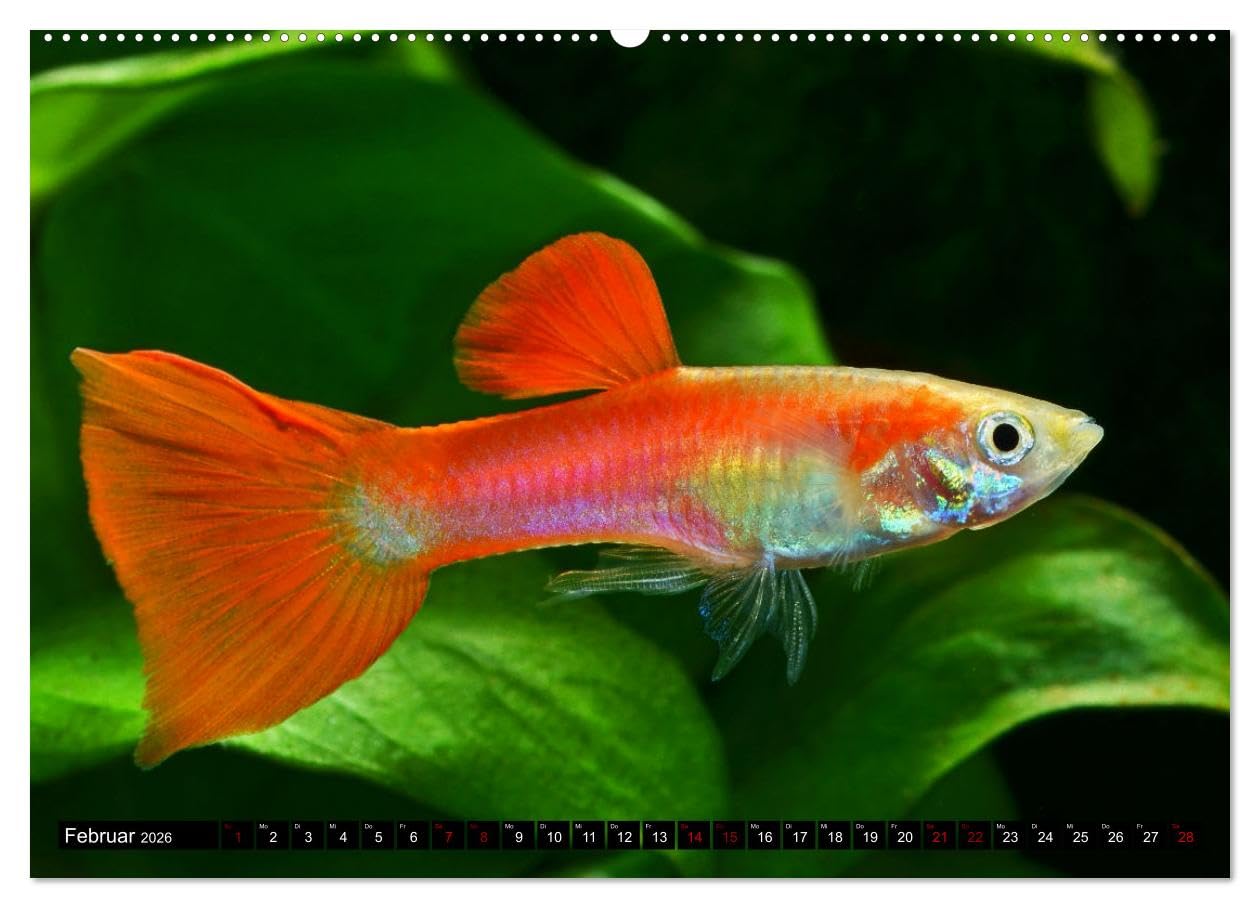 Beliebte Fische der Welt (hochwertiger Premium Wandkalender 2026 DIN A2 quer), Kunstdruck in Hochglanz: Aquaristik - Farbenprächtige Süßwasserfische