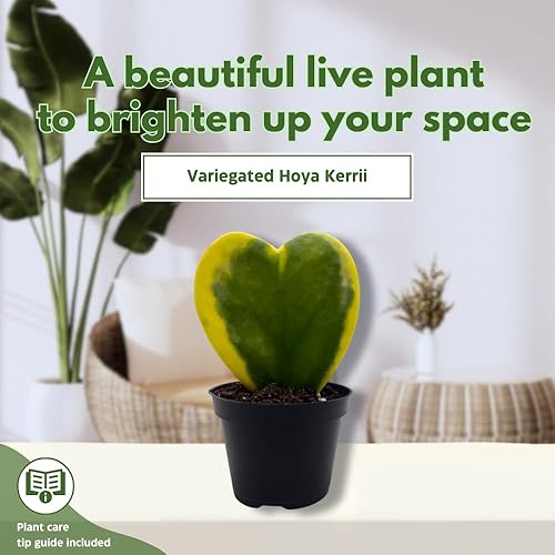 Miniatura 3 de BubbleBlooms Corazón abigarrado de Hoya Kerrii en maceta de 2 pulgadas con planta para el día de la madre