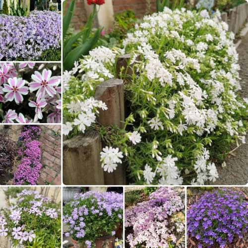 Semi di Phlox da tappeto - vecchie varietà di Phlox subulata - giardino resistenti di tappezzante flox resistenti per il giardino perenni 150pcs
