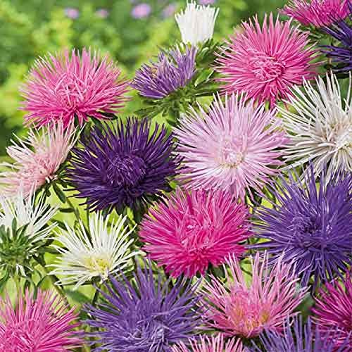 Seeds4Planting - Seeds Aster Krallen Mix Annual Flowers Non Gmo #TOP5