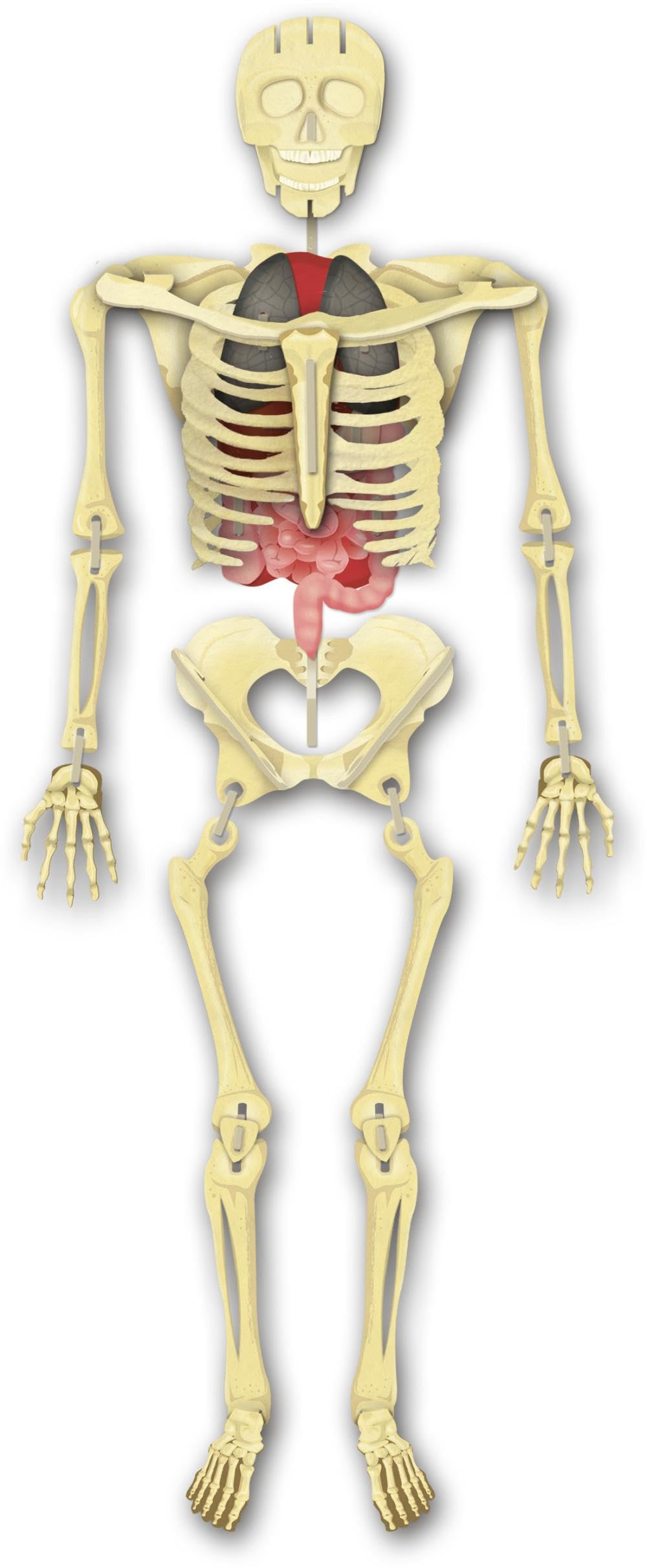 Costruisci il tuo scheletro e scopri come funziona il corpo umano. Ediz. a colori. Con modellino da costruire