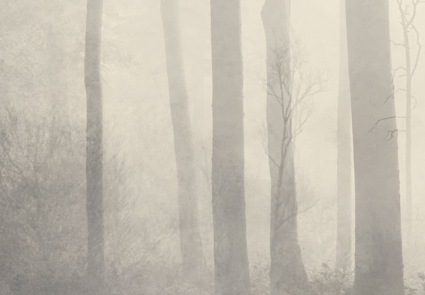 murando Fototapete Premium-Vlies Wald 450x315cm Foto Tapete Schlafzimmer Wohnzimmer Moderne Vliestapete XXL Wandtapete Motivtapeten Bildtapete 3d Effekt Wand Dekoration Bäume Nebel Bach Landschaft