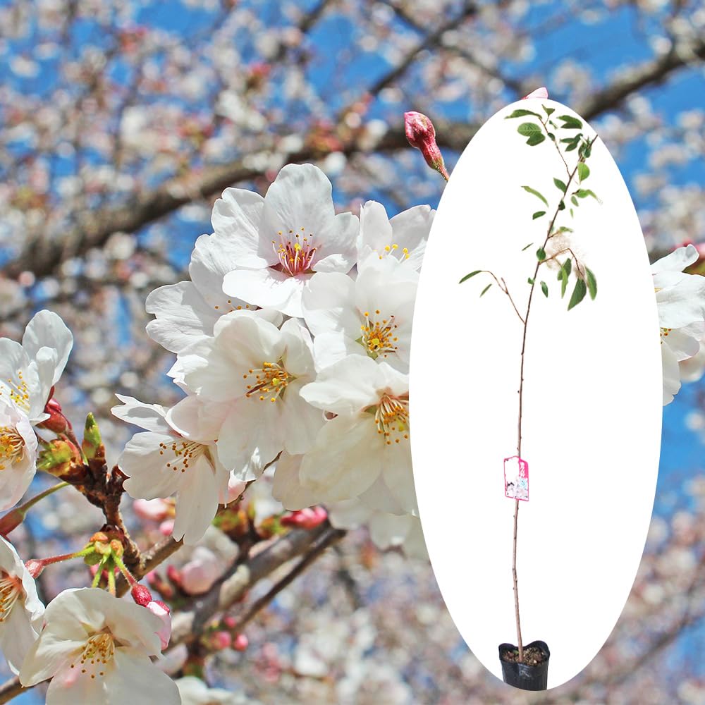 Amazon.co.jp: サクラ 苗 苗木 【 1．染井吉野 (ソメイヨシノ