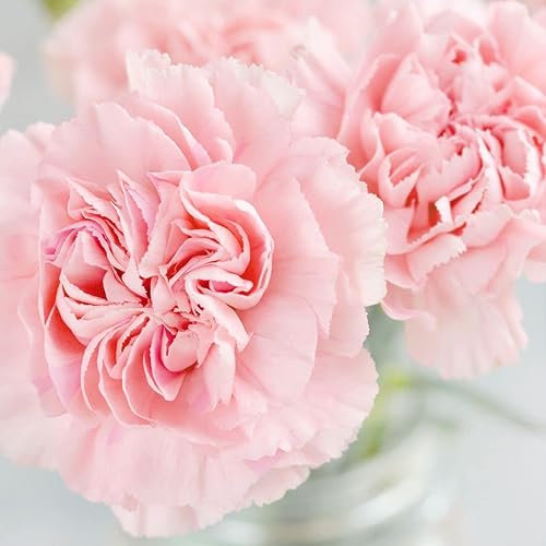 50 La France PINK CARNATION Dianthus Caryophyllus Chabaud Flower SeedsComb S/H de Seedville