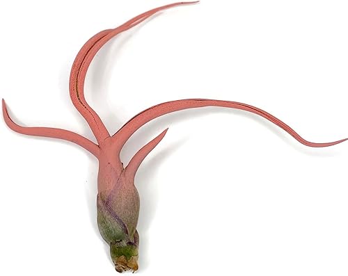 Miniatura 6 de Bulbosa - Planta de aire, planta de aire vivo de Guatemala Tillandsia, llegada saludable garantizada, gran planta de interior, decoración del hogar