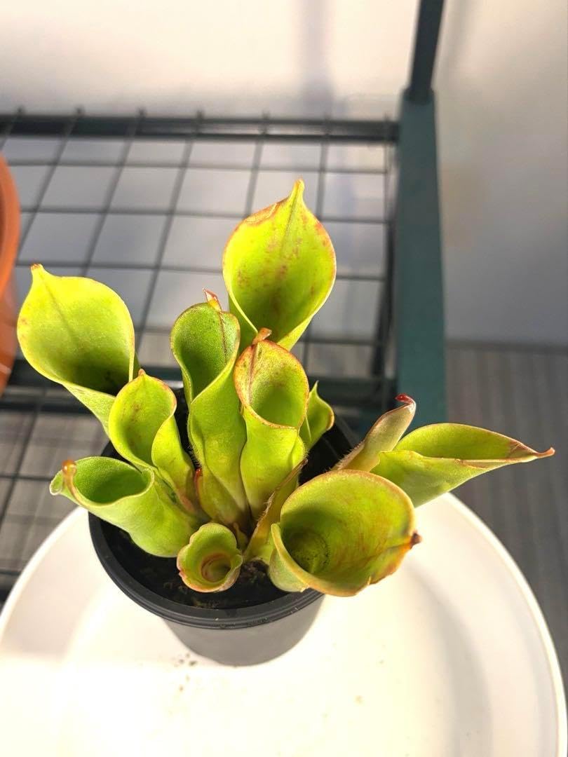 ヘリアンフォラ (ヘテロドクサ×イオナシ)×ミノールverピローサ02 AW ヘリアンフォラ (ヘテロドクサ×イオナシ)×ミノールverピローサ02 AW