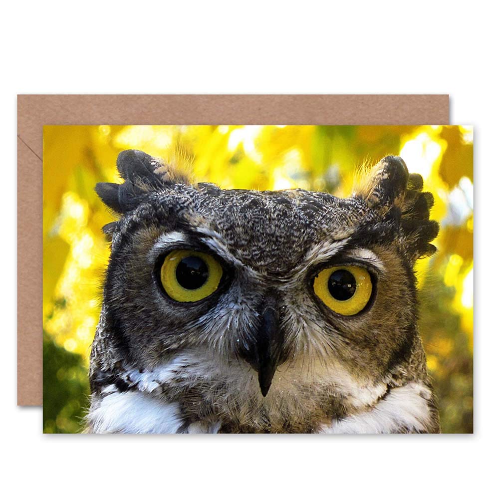 Wee Blue Coo GREETINGS CARD BIRTHDAY GIFT ANIMAL OWL SERIOUS FACE