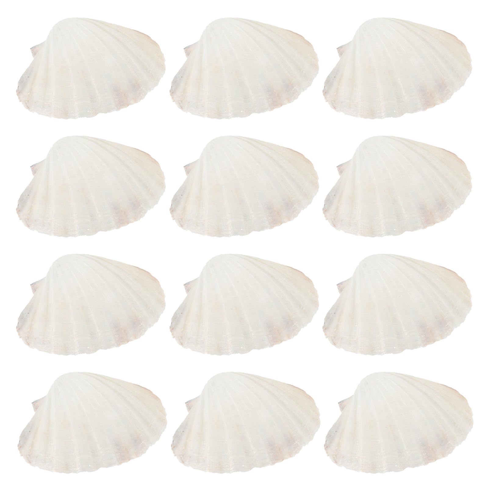 Conchas de Vieira Naturales Conchas Marinas Beige para Servir y Cocinar