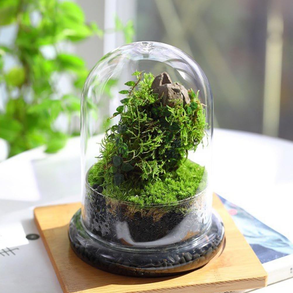 Bottiglia Di Vetro Per Terrario 6.69X4.72In Bottiglia Vuota Ecologica Con Cupola Trasparente Per Micro Paesaggio Muschio Display Casa Ufficio Decorazione