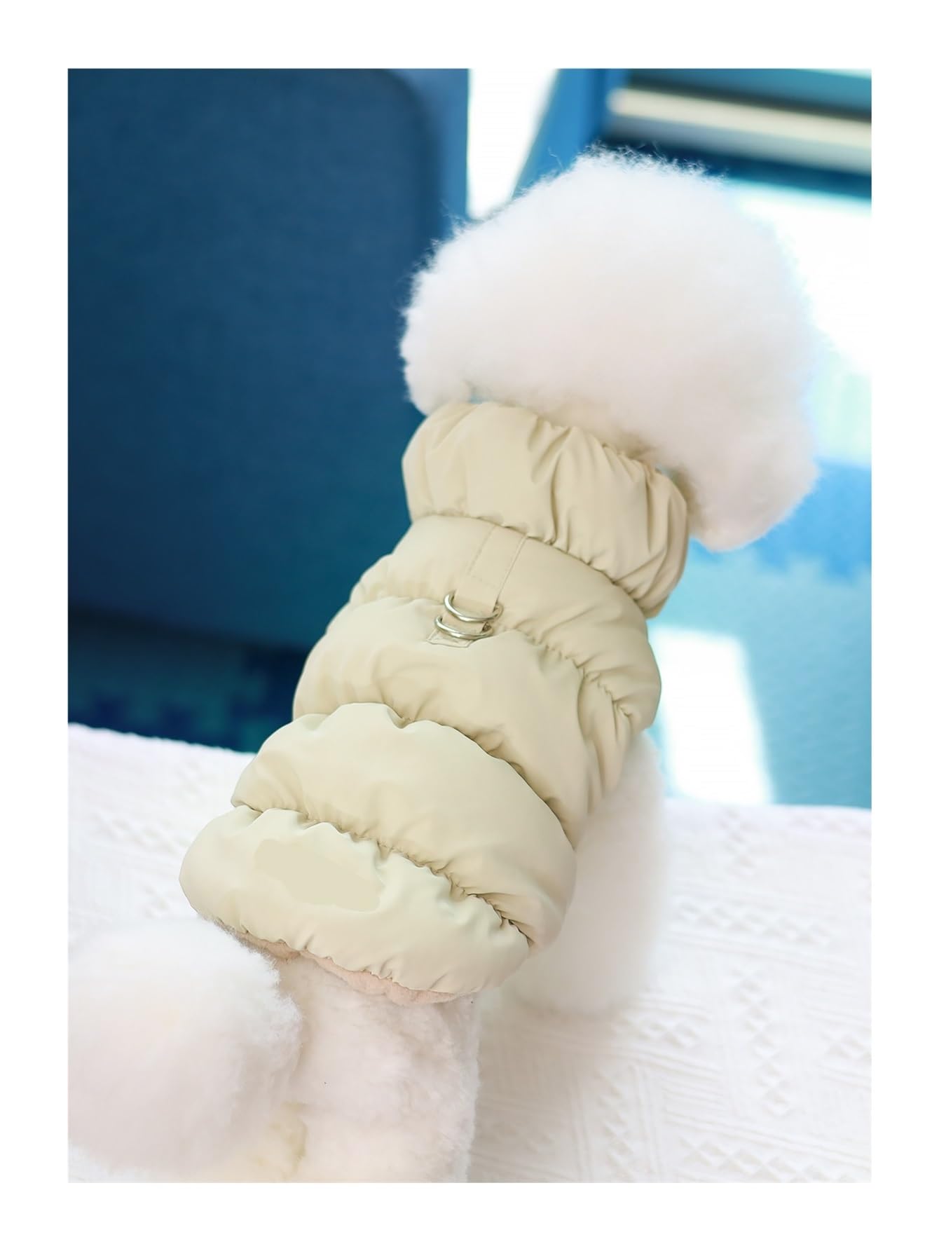 Veste d'hiver pour chien caniche vêtement promenade parc grand froid