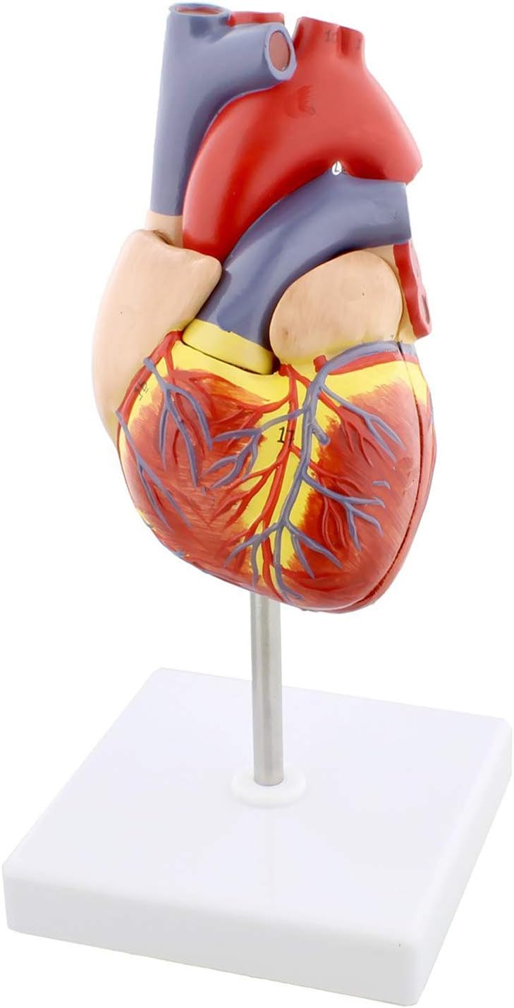 BEXCO Anatomical Heart Model, Anatomically correct Human Heart Anatomy Model – 2 Part Heart Models Anatomy Life Size Medical Heart Model