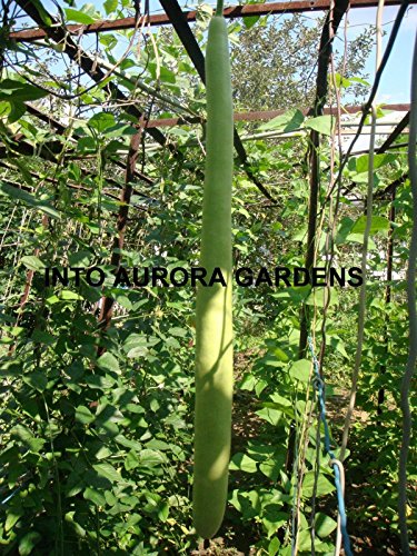 20 Italian Cucuzzi Edible Gourd Seeds Cucuzza Squash Non-gmo Heirloom