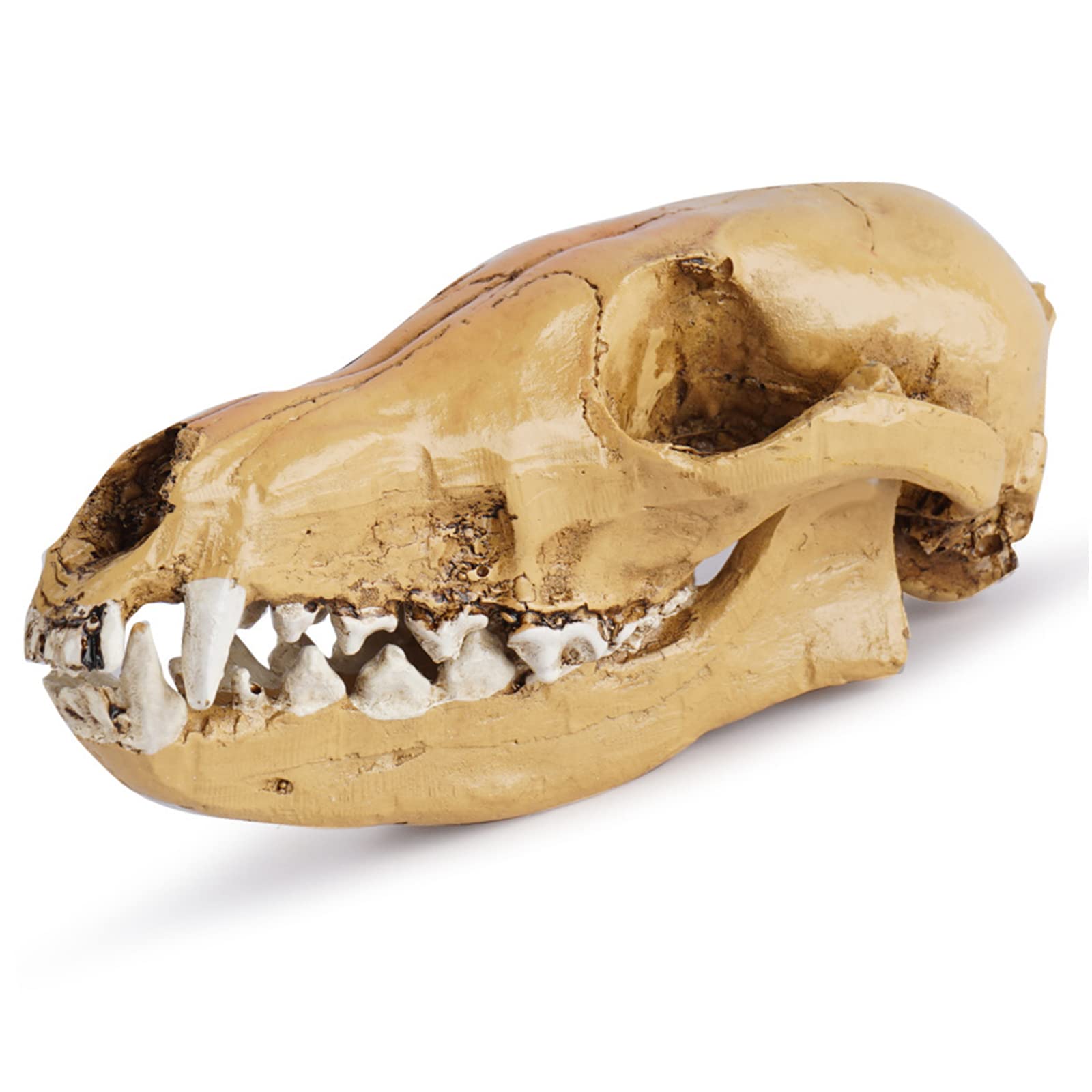 Modelo de calavera de zorro de resina, réplica de cráneo de zorro de zorro salvaje de tamaño natural para accesorios de Halloween, enseñanza de la ciencia