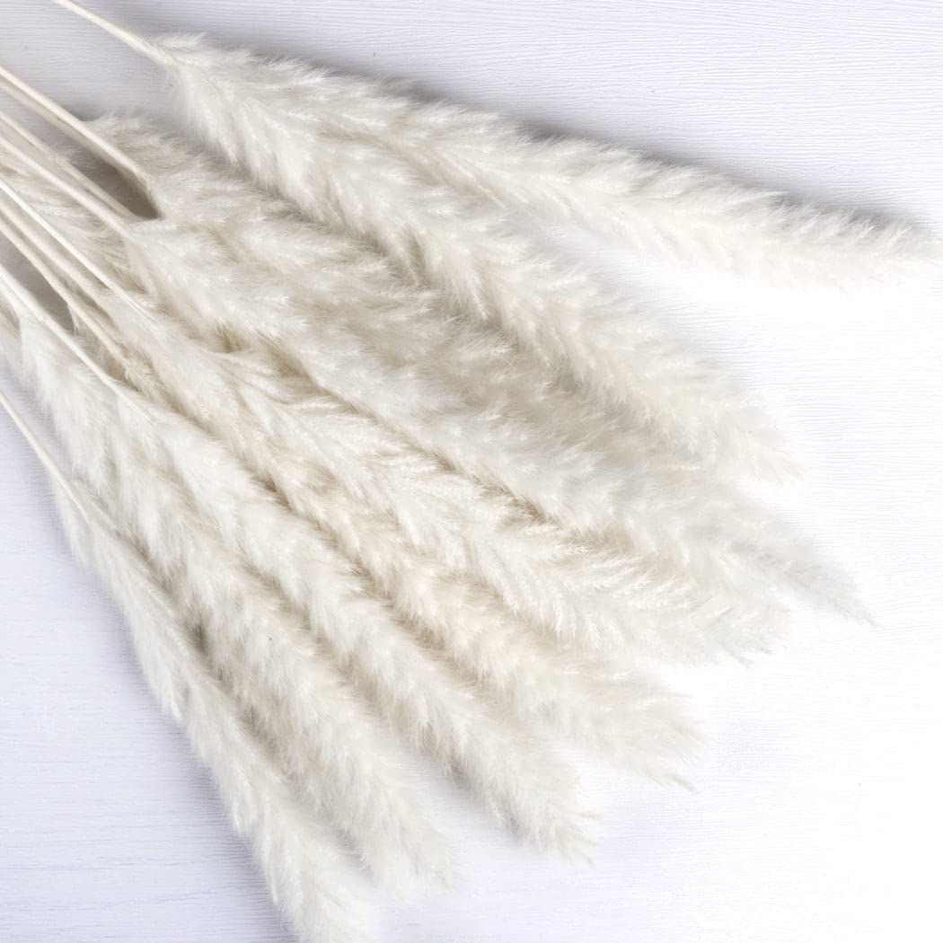 Mazzo Di Erba Della Pampa Secca - 15 Pezzi Per Decorazioni Boho E Matrimoni