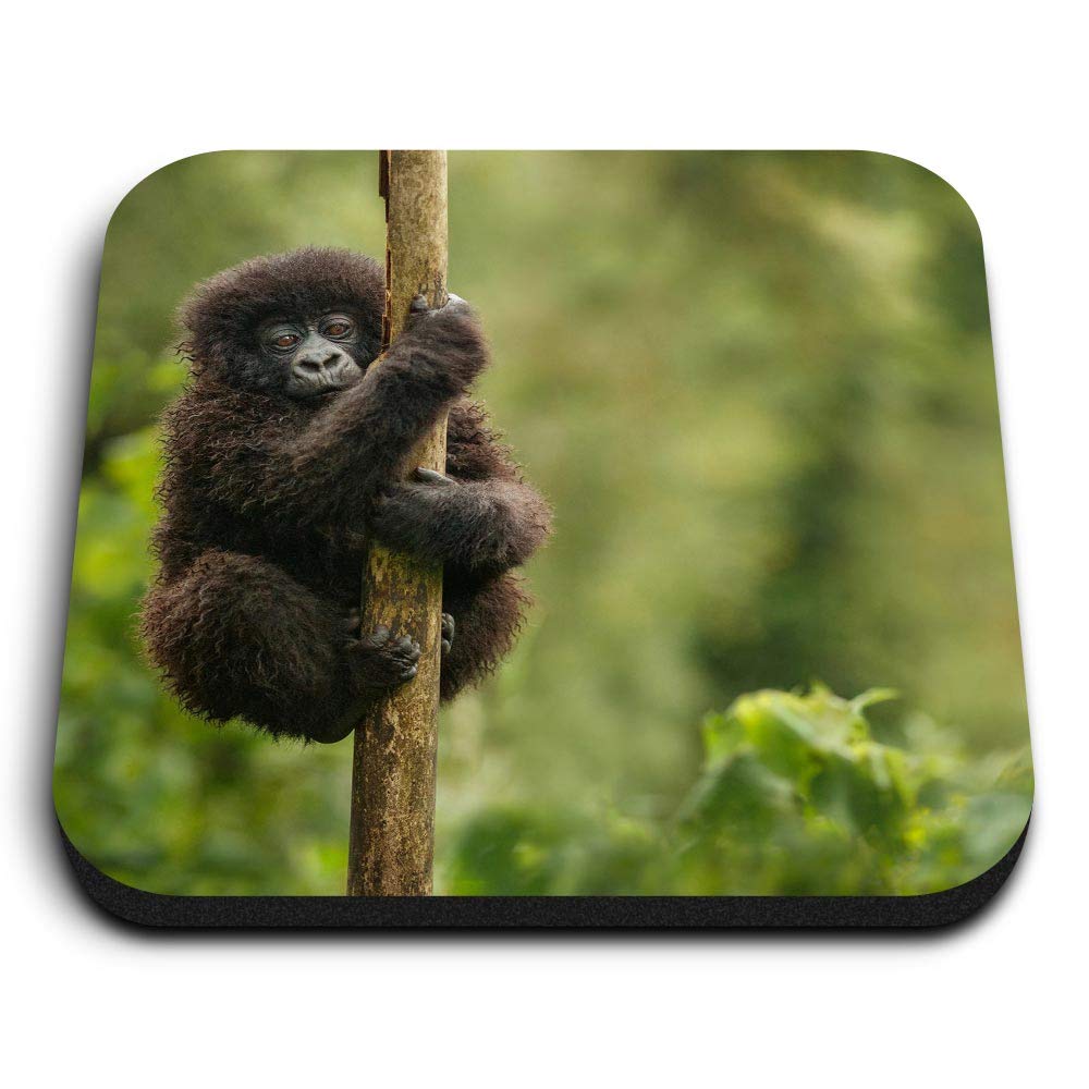 Destination Vinyl Ltd Multicolor 1 X Square Mdf Fridge Magnet - Baby Wild Mountain Gorilla Monkey 16980