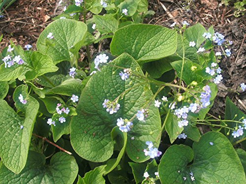 1 Starter Plant of Forget Me Not, Brunnera Species, Siberian Bugloss
