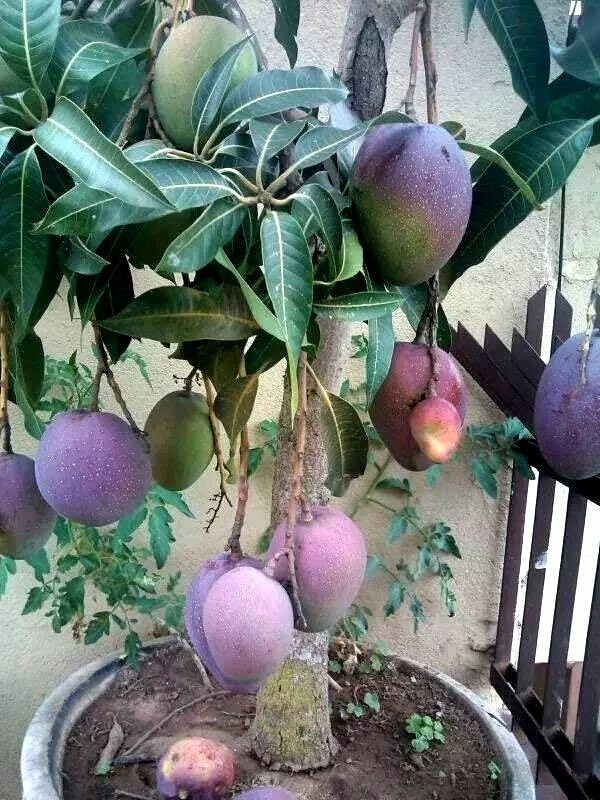 See full amazon price history chart for GreenEarthOriginal Thai Variety Tommy Atkins Mango Live Plant (GRAFTED) Very Sweet Aam,Amba Fruit Healthy Plant Pack Of 1 Plant Height 2-3 Ft GreenEarthOriginal Thai Variety Tommy Atkins Mango Live Plant (GRAFTED) Very Sweet Aam,Amba Fruit Healthy Plant Pack Of 1 Plant Height 2-3 Ft (B0D5N9VGXT) Amazon Price History, Amazon Price Tracker