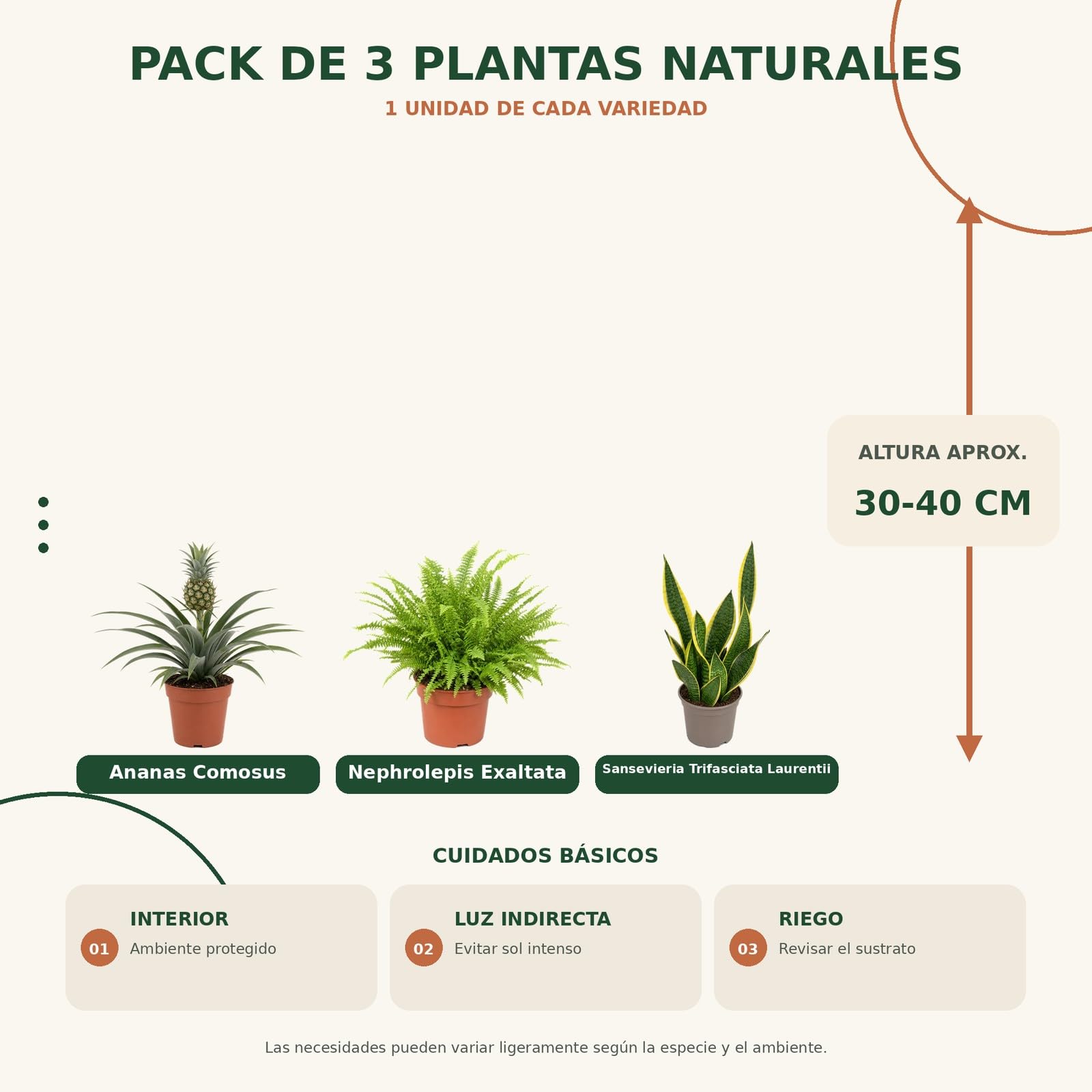 Pack 3 Plantas de Interior para Punto Focal Decorativo DECOALIVE